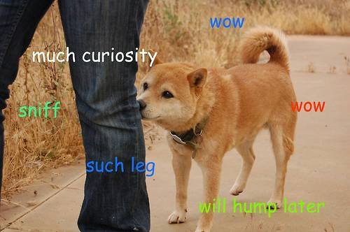The Curious Linguistics of the Doge in the Internet | The ...